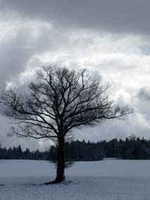 Ein Baum am Weg nach Bern